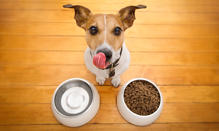 Importance of Essential Nutrients in your Pet’s Diet